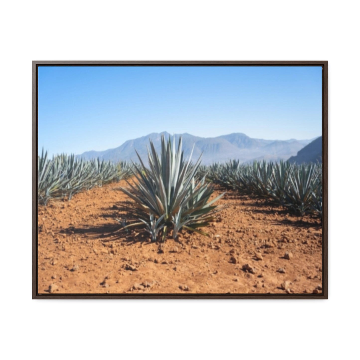 Agave Bliss 2