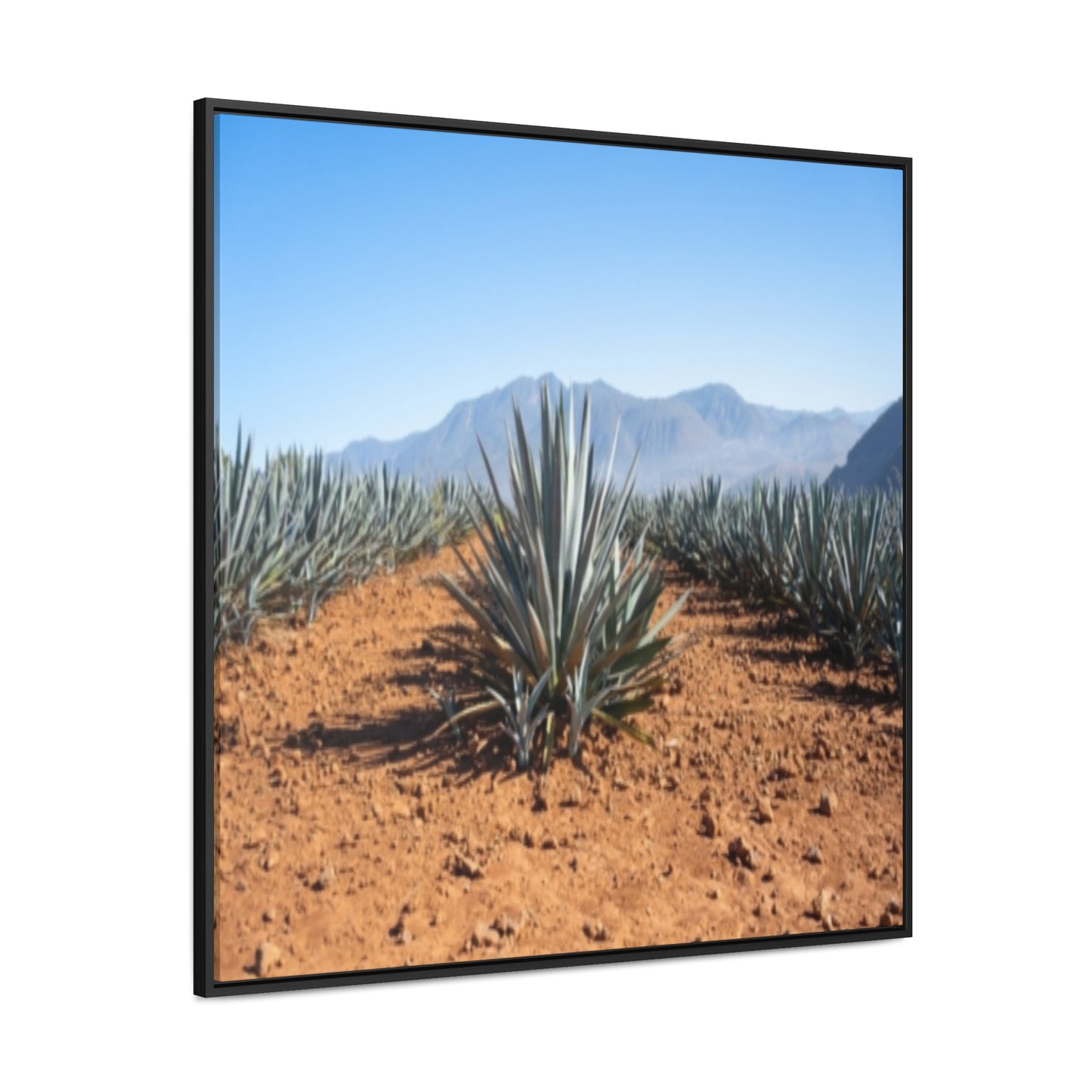 Agave Bliss