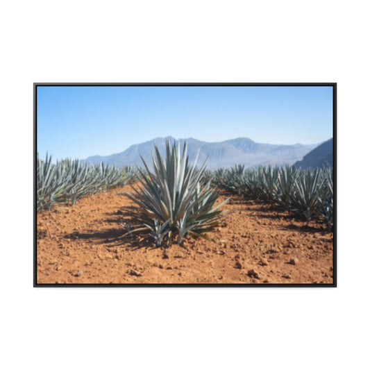 Agave Bliss 2