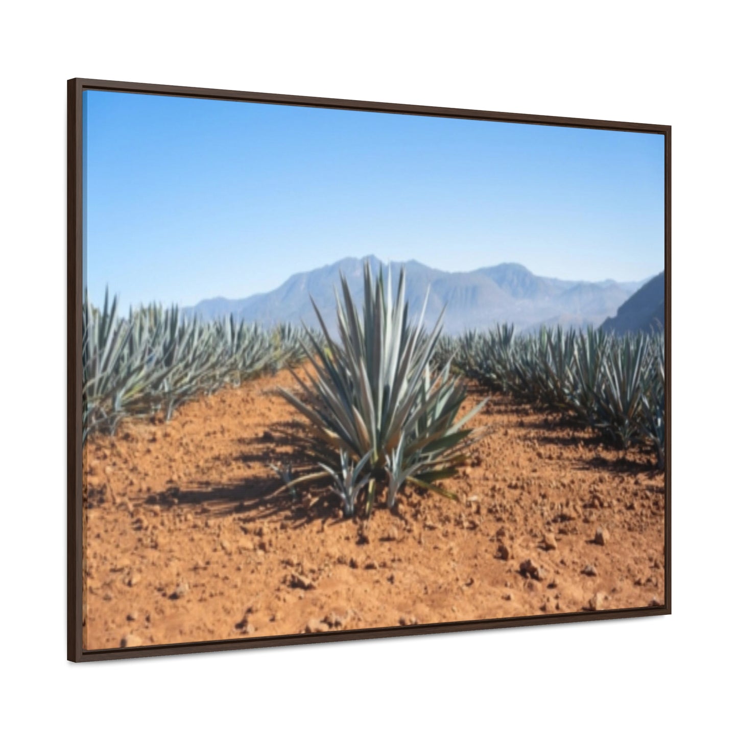 Agave Bliss 2