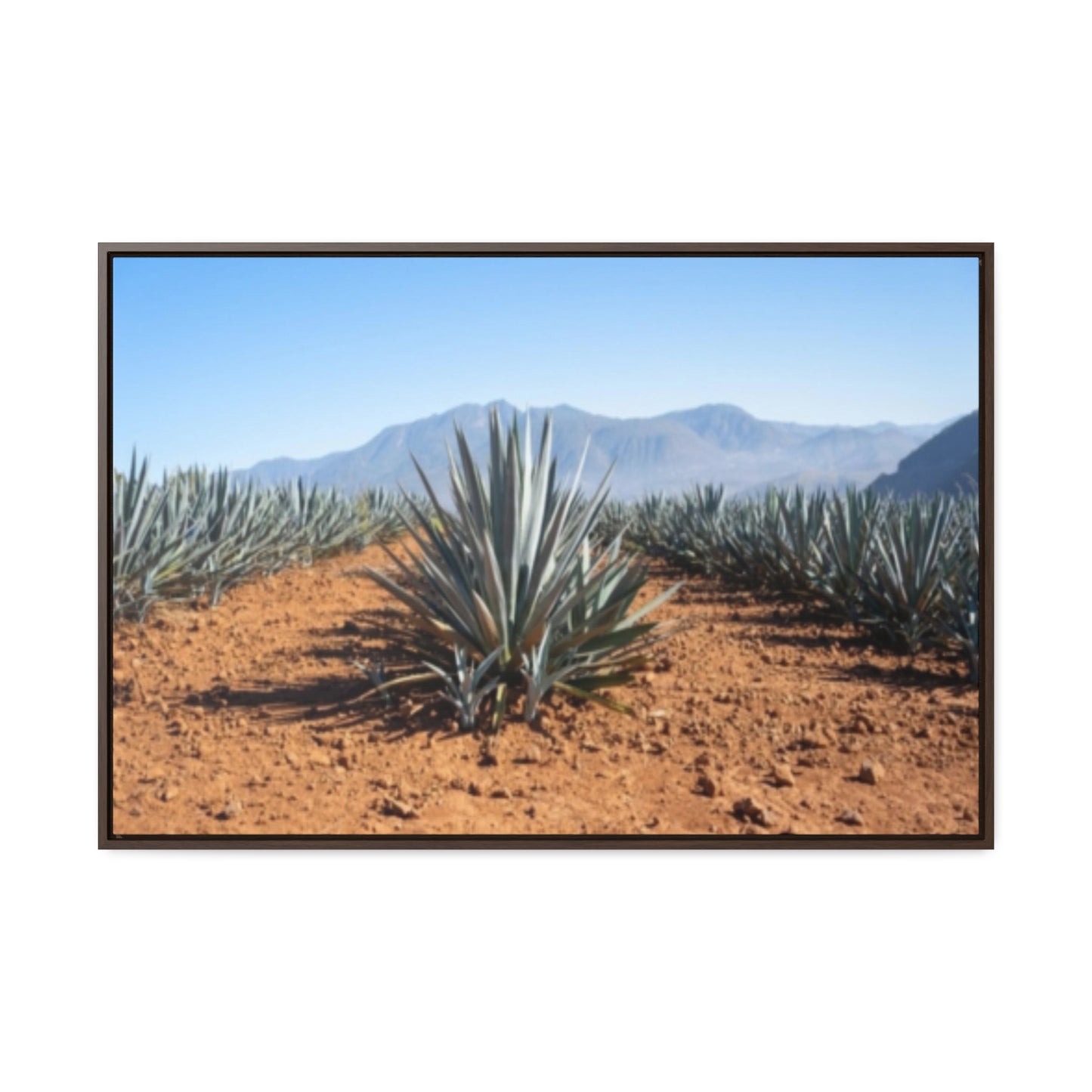 Agave Bliss 2