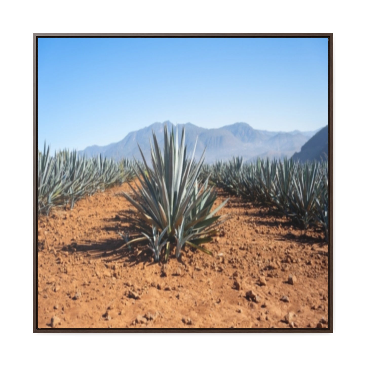 Agave Bliss