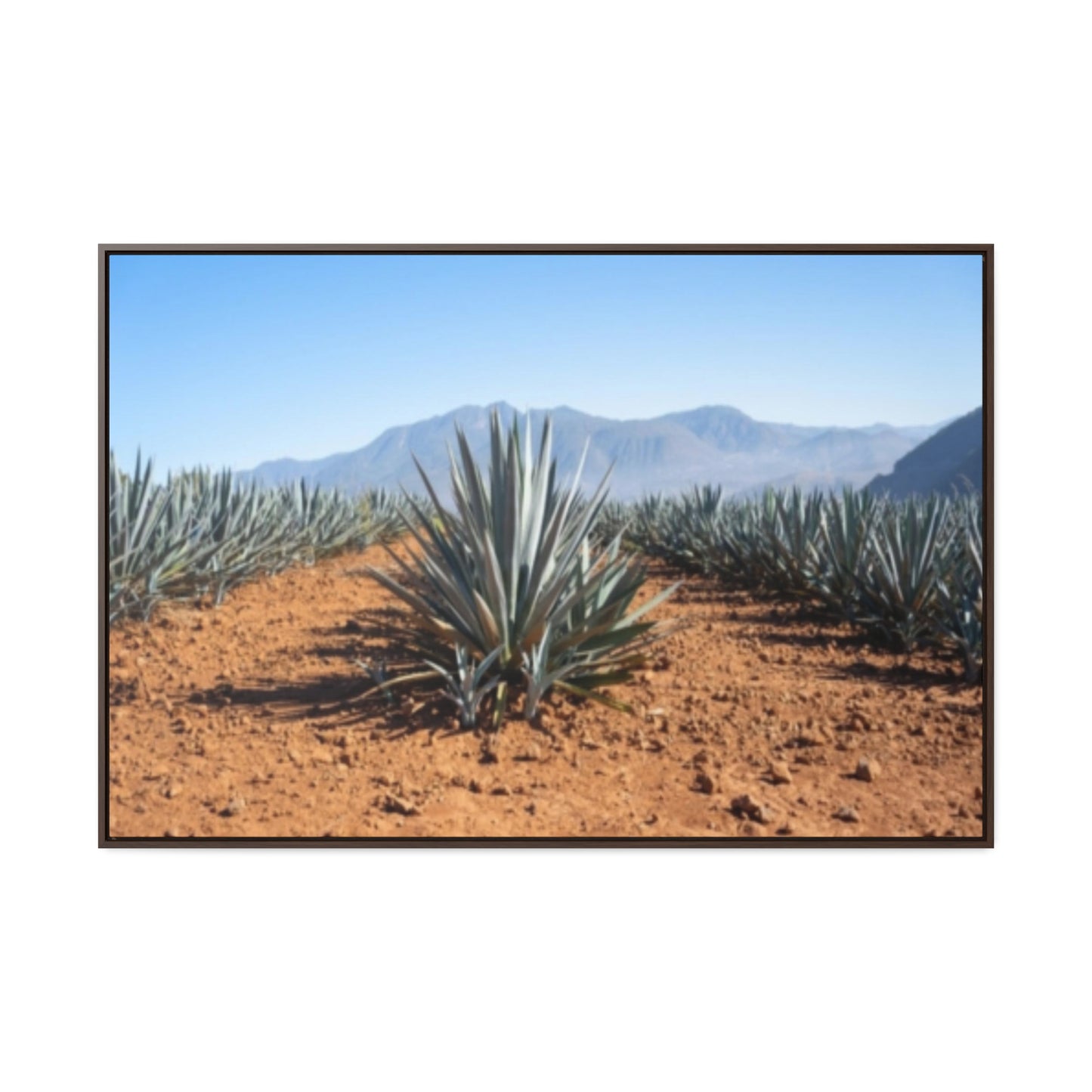 Agave Bliss 2