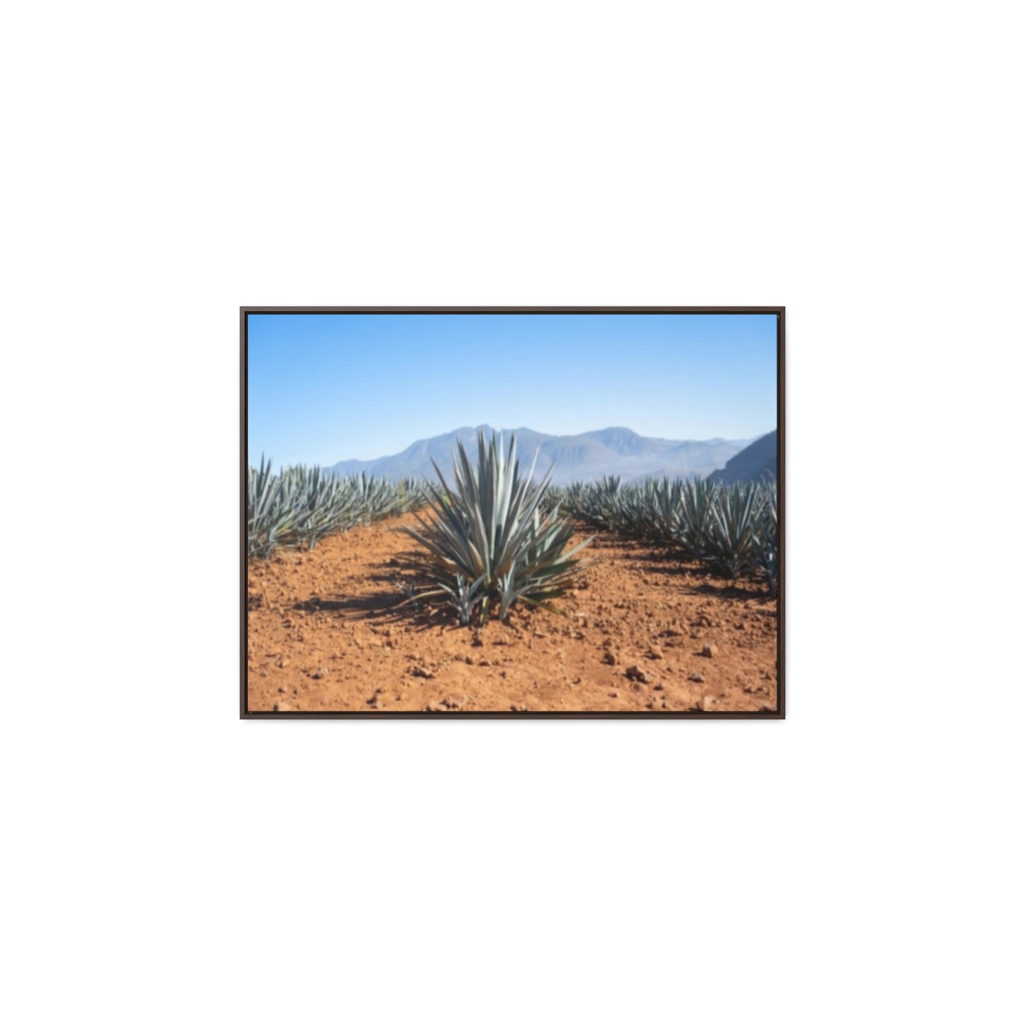 Agave Bliss 2