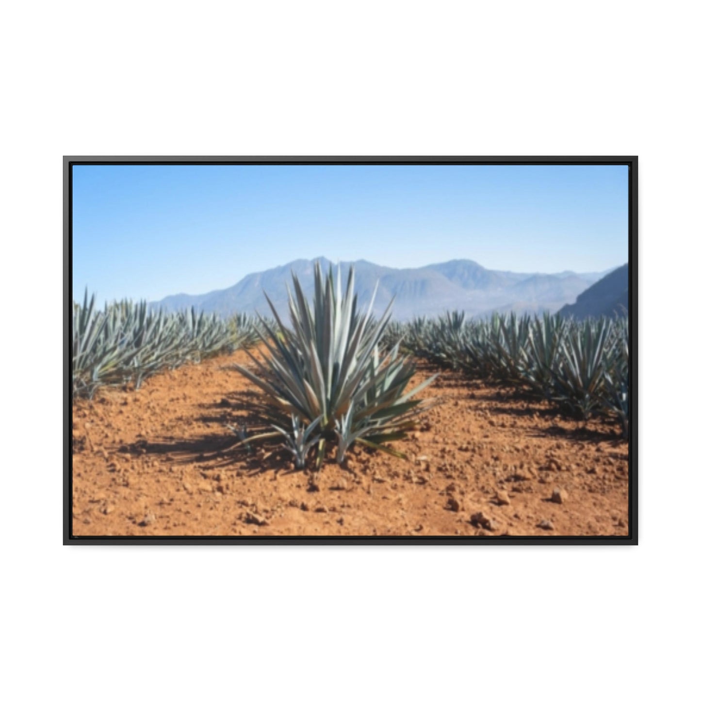 Agave Bliss 2